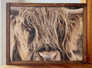Highland Cow